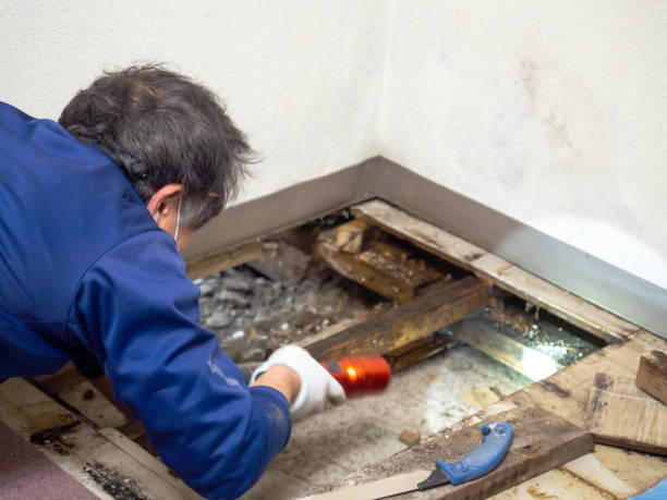Best Post-Flood Mold Remediation in Centralia, IL