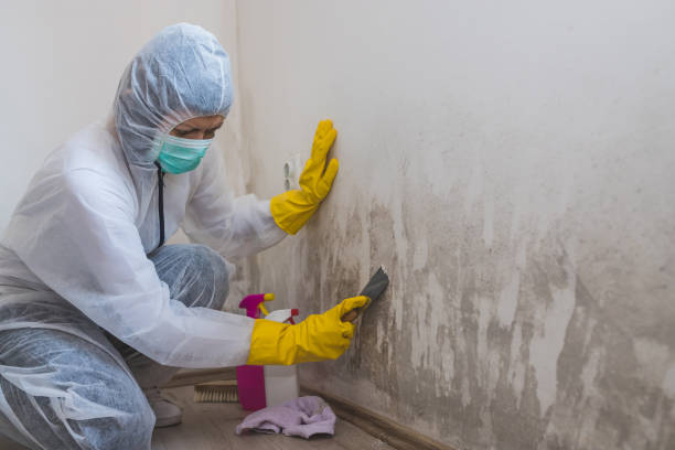 Best Attic Mold Remediation in Centralia, IL