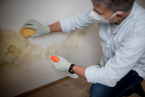 Best Industrial Mold Remediation in Centralia, IL