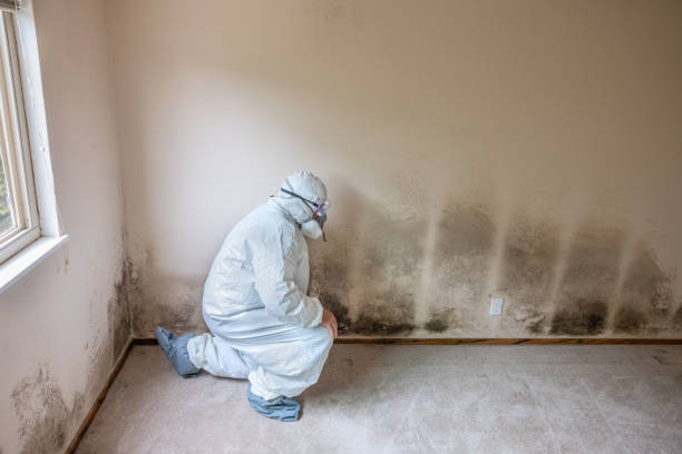 Best Kitchen Mold Remediation in Centralia, IL