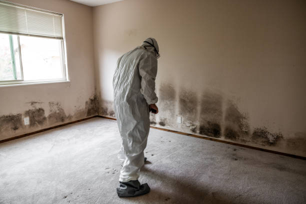 Best Black Mold Remediation in Centralia, IL