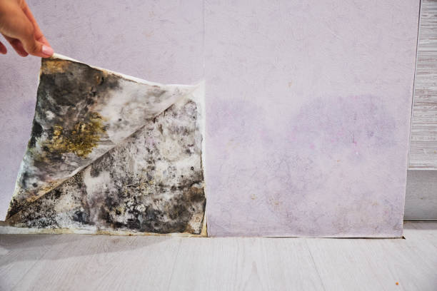 Best Insurance-Related Mold Remediation in Centralia, IL